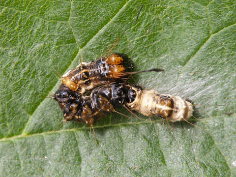 Acronicta alni Linnaeus 1767 resmi