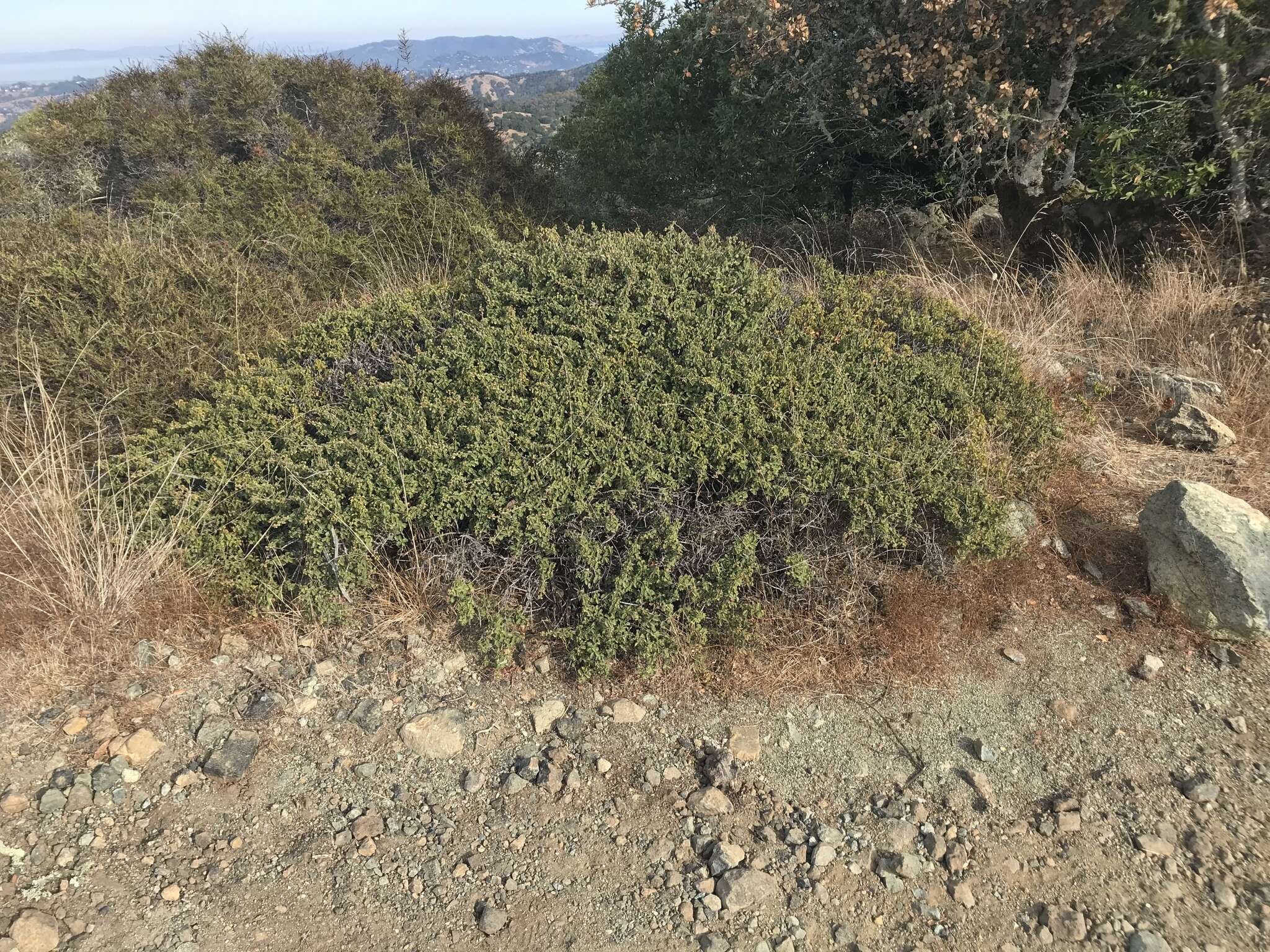 Image of Jepson ceanothus