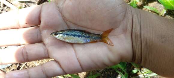 صورة Rasbora dandia (Valenciennes 1844)