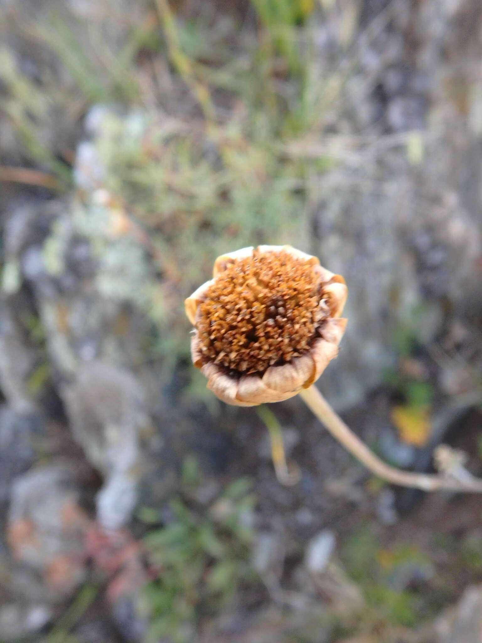 Image of Anthemis marschalliana Willd.