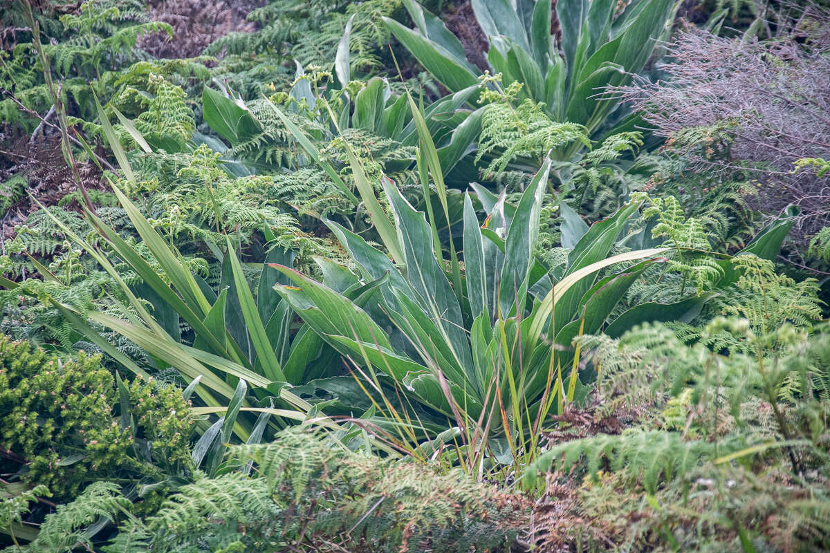 Слика од Echium simplex DC.