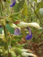 صورة Salvia albocaerulea Linden