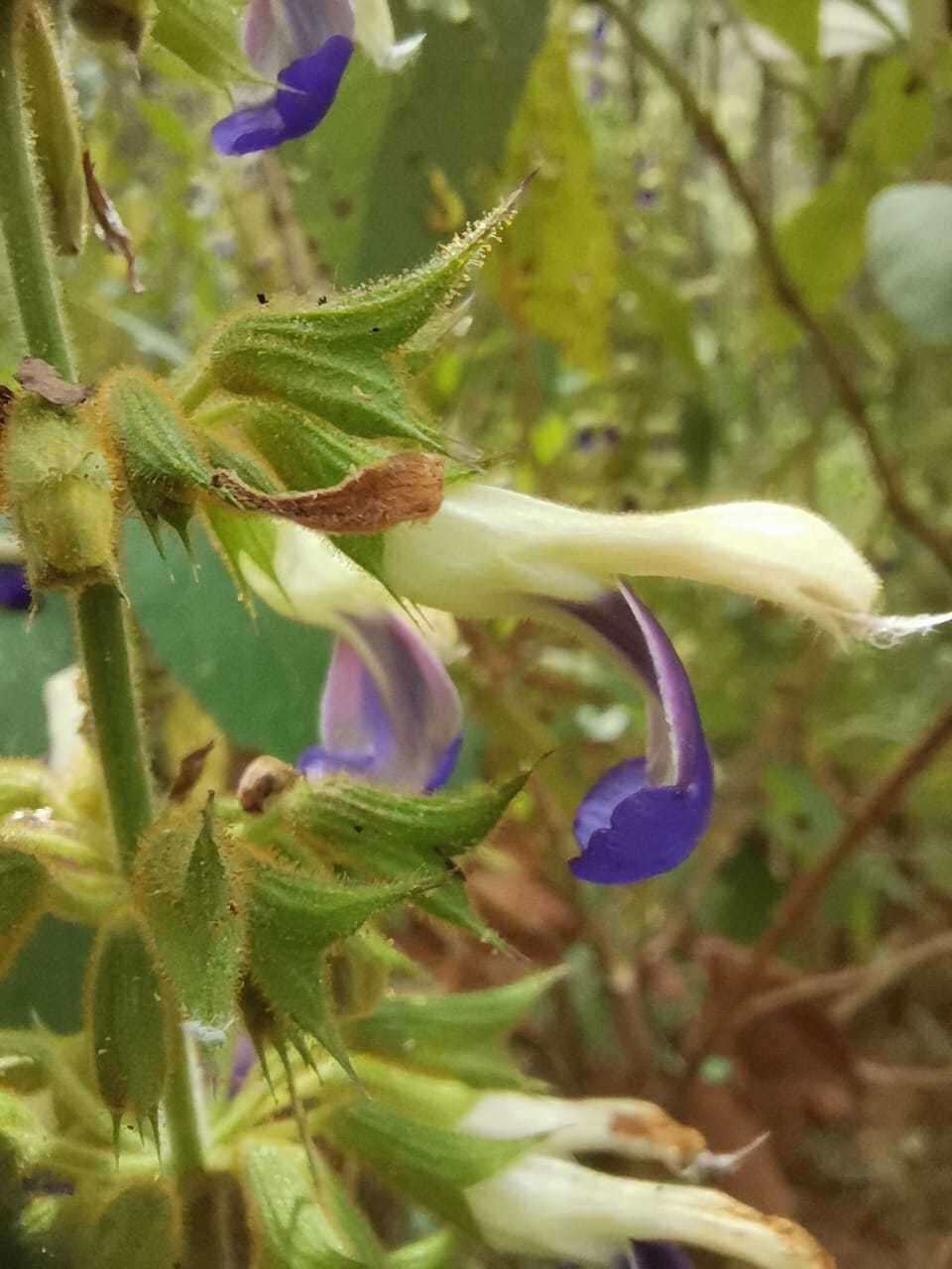 Imagem de Salvia albocaerulea Linden