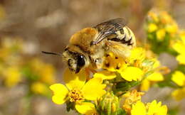 Image of Tetraloniella pomonae (Cockerell 1915)