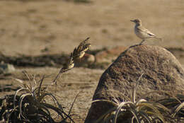 Geositta peruviana Lafresnaye 1847的圖片