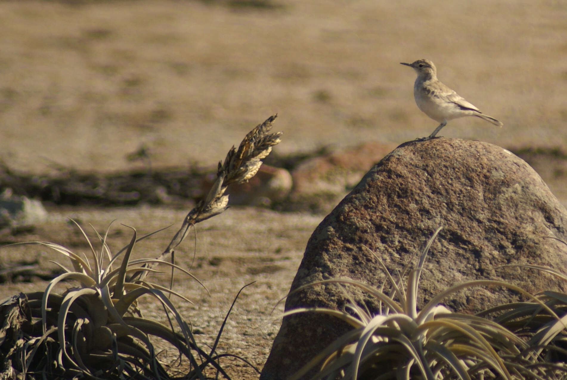 Image of Coastal Miner