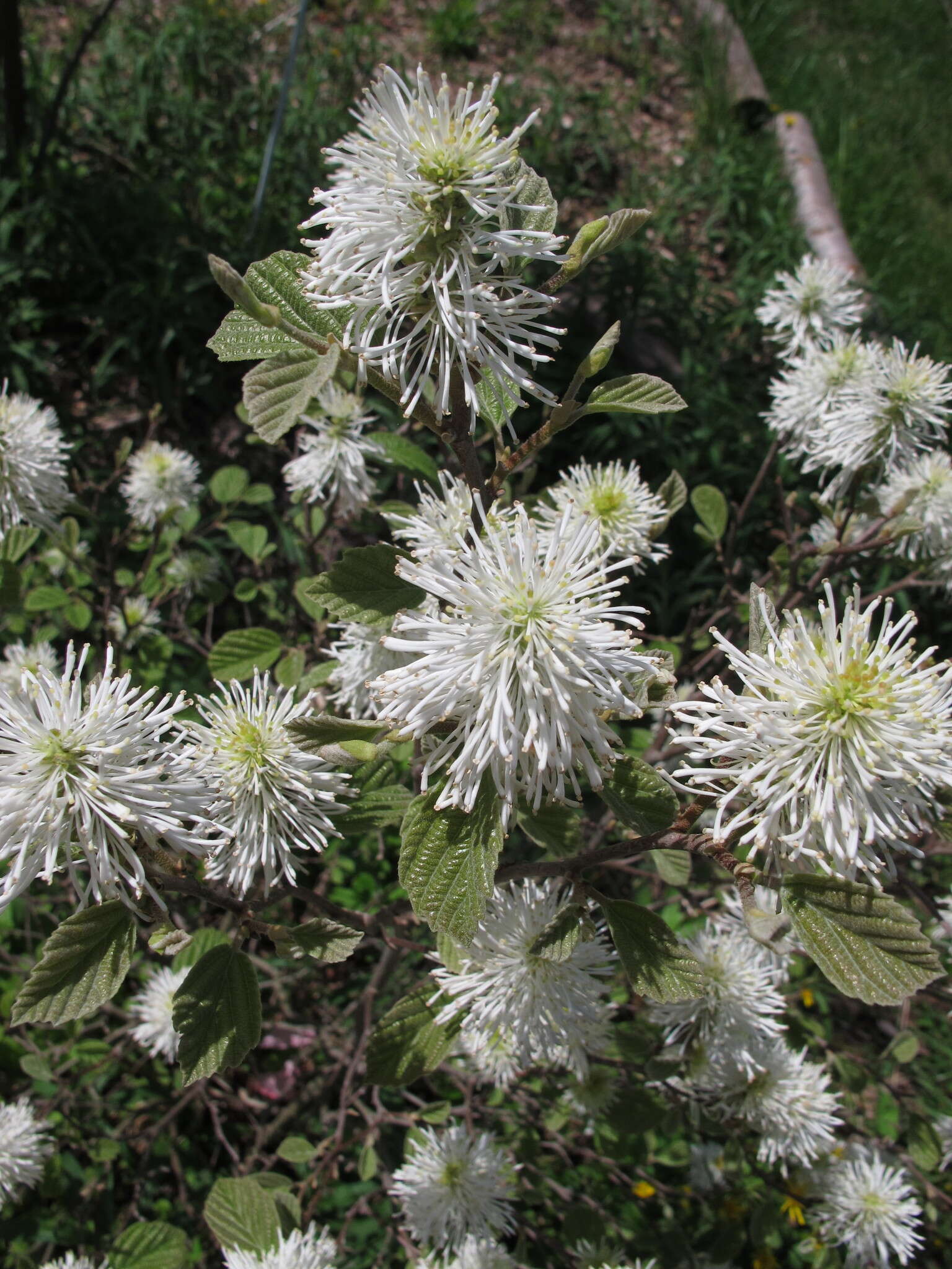 Imagem de Fothergilla gardenii Murr.