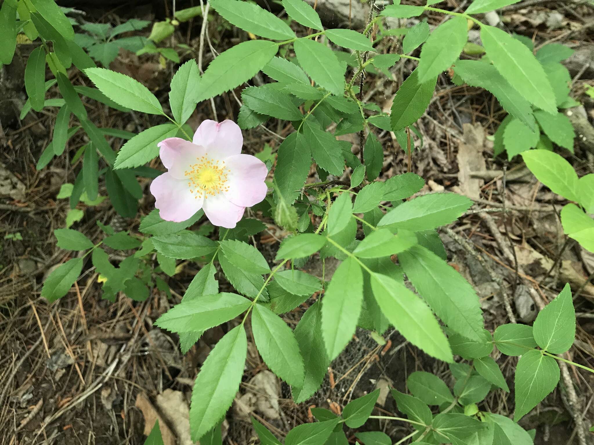 Imagem de Rosa carolina subsp. carolina