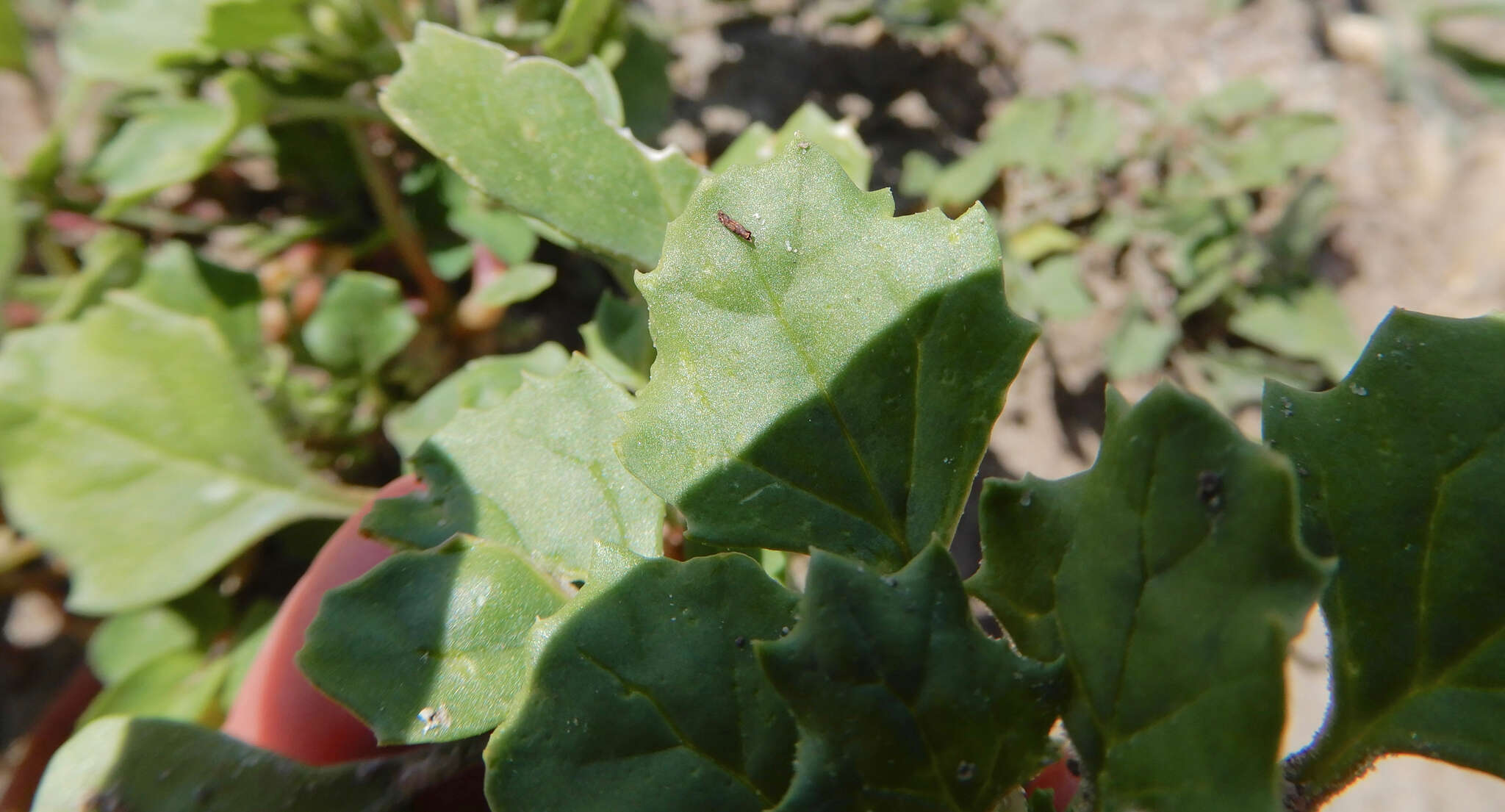 Plancia ëd Suckleya suckleyana (Torr.) Rydb.