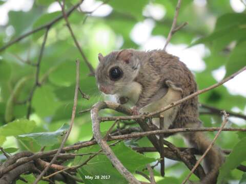 Plancia ëd Pteromys G. Cuvier 1800