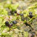 Слика од Crematogaster aurita Karavaiev 1935