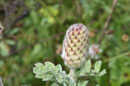 Dalea obovata (Torr. & A. Gray) Shinners resmi