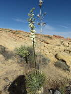 Image of Yucca utahensis McKelvey