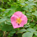 Image of prickly rose