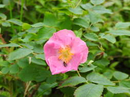 صورة Rosa acicularis subsp. acicularis