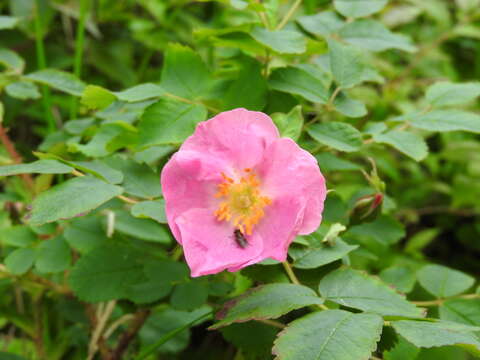 Rosa acicularis subsp. acicularis的圖片