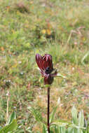 Image of Gentiana purpurea L.