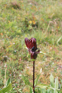 Image of Gentiana purpurea L.