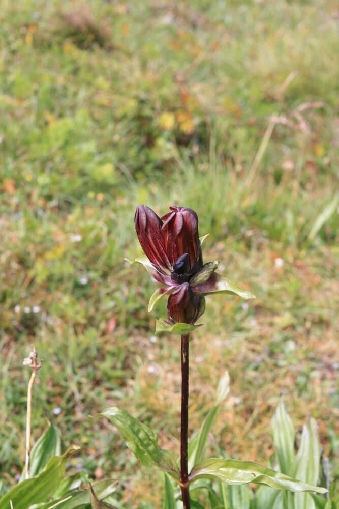 Image de Gentiane Pourpre