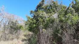 Image of Ebenopsis caesalpinioides (Standl.) Britton & Rose