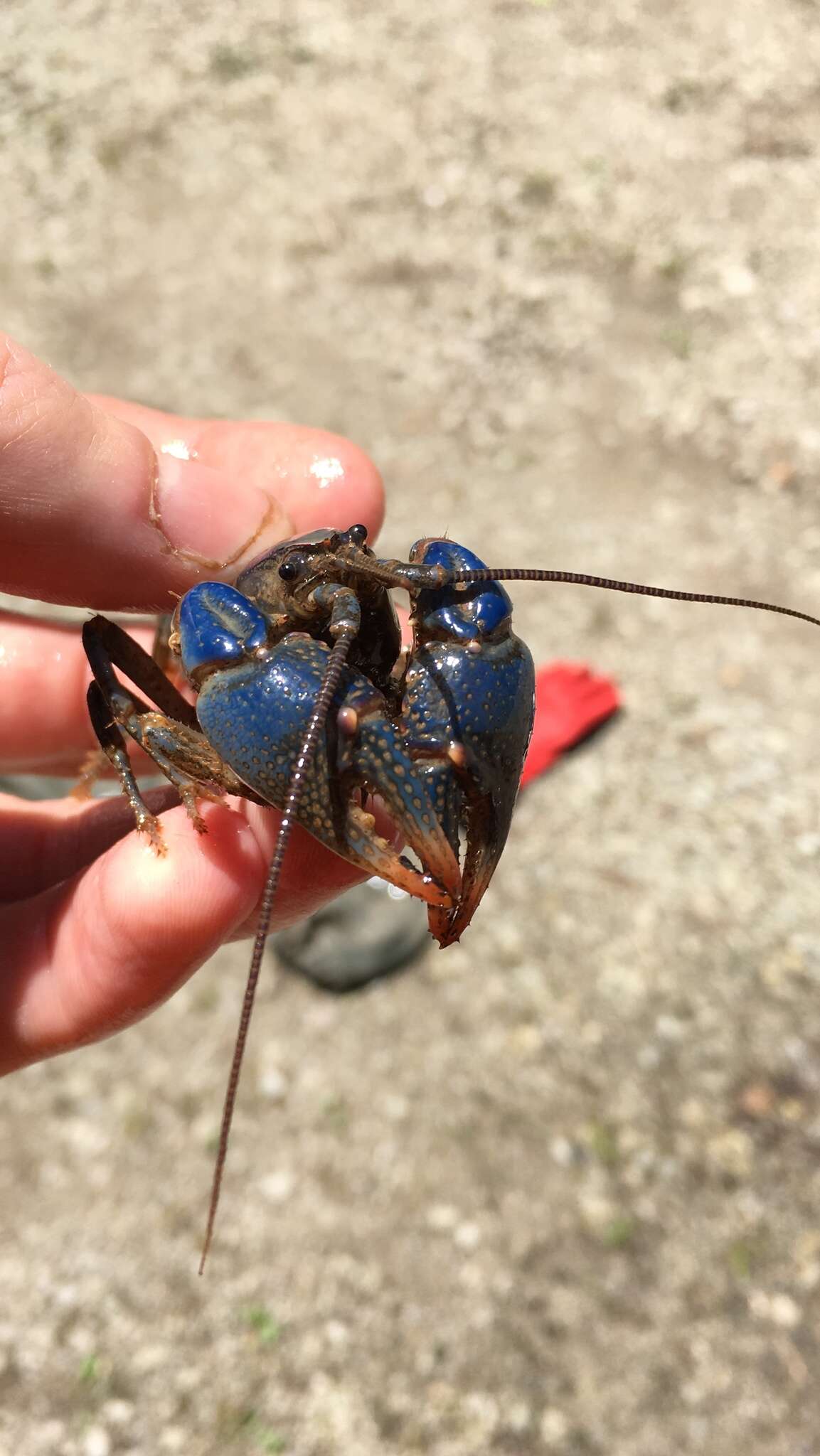 Image of Blue Crayfish