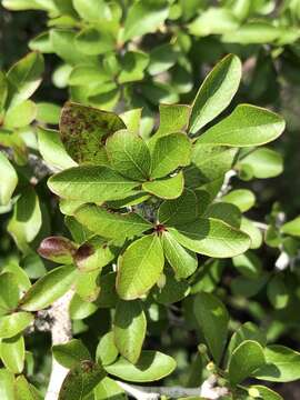 Слика од Sideroxylon reclinatum subsp. reclinatum