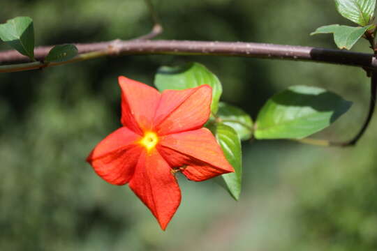 Mussaenda elegans Schumach. & Thonn. resmi