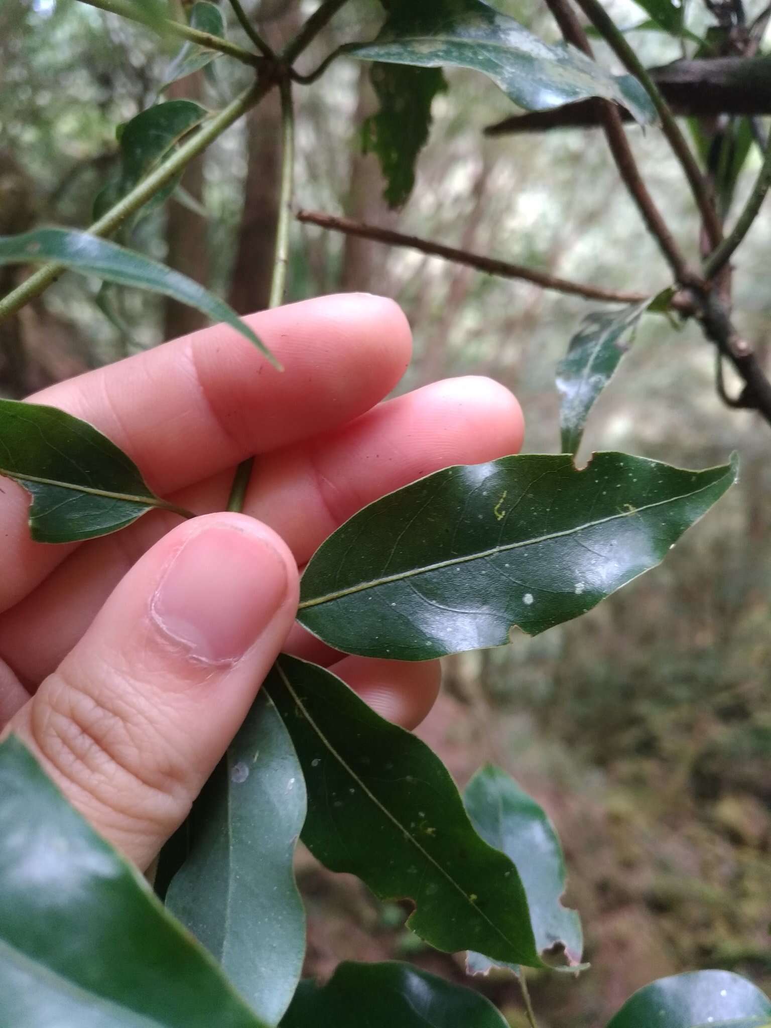 Слика од Neolitsea acuminatissima (Hayata) Kaneh. & Sasaki