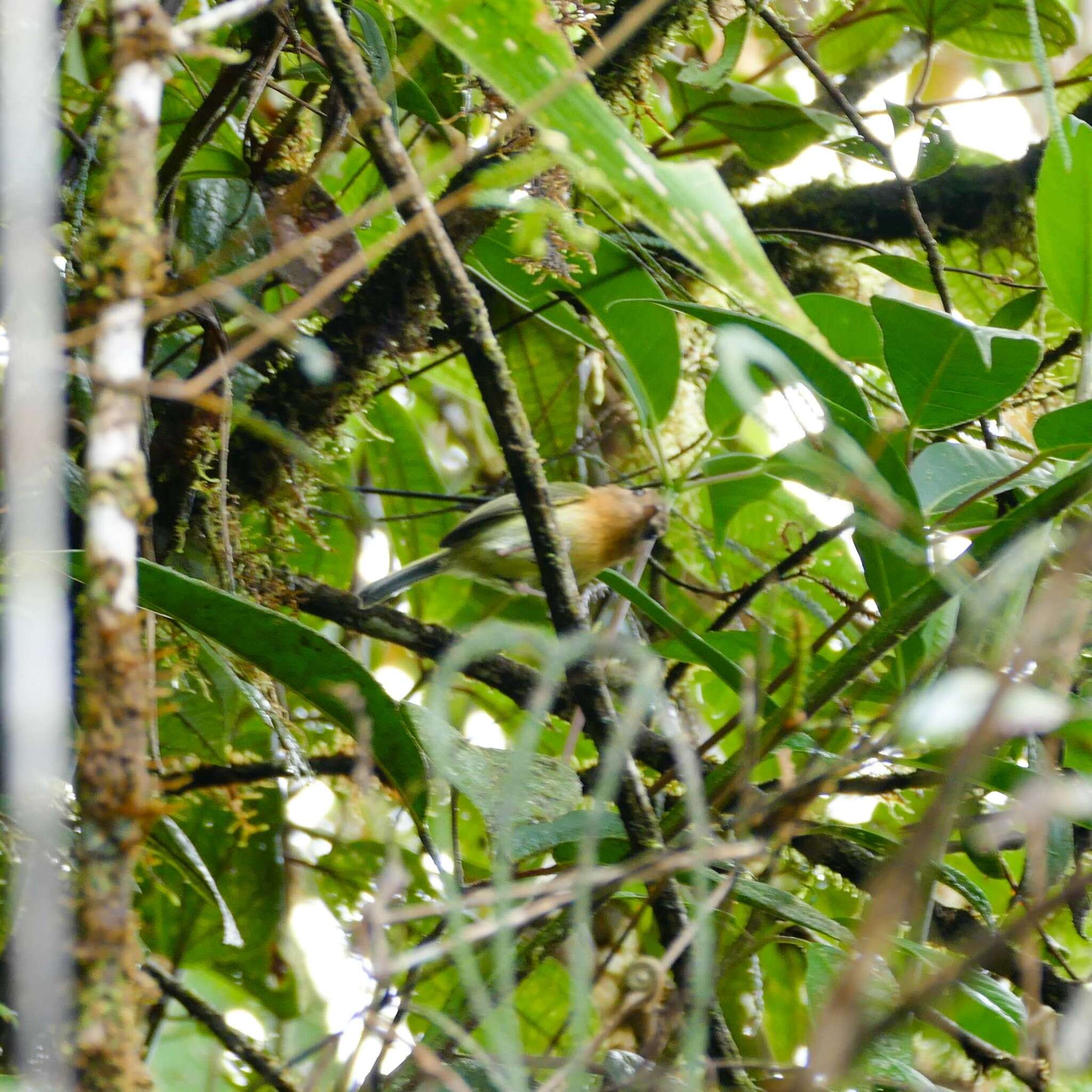 Image of Cinnamon-breasted Tody-Tyrant