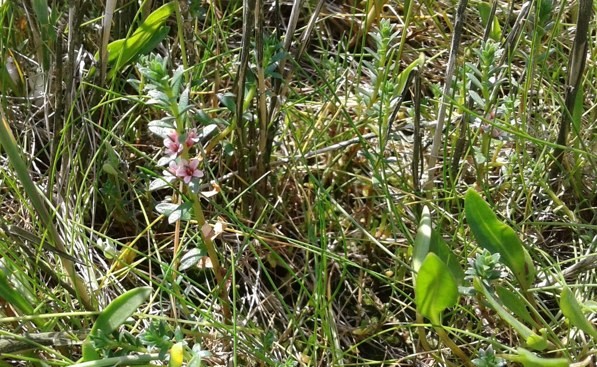 Image of black saltwort