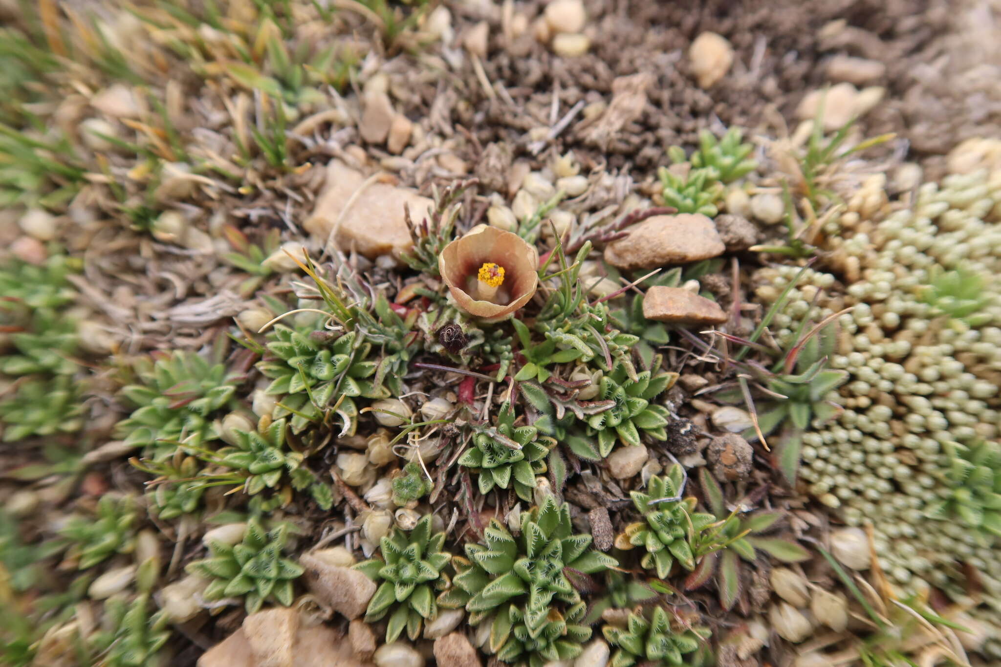 Image of Nototriche purpurascens A. W. Hill