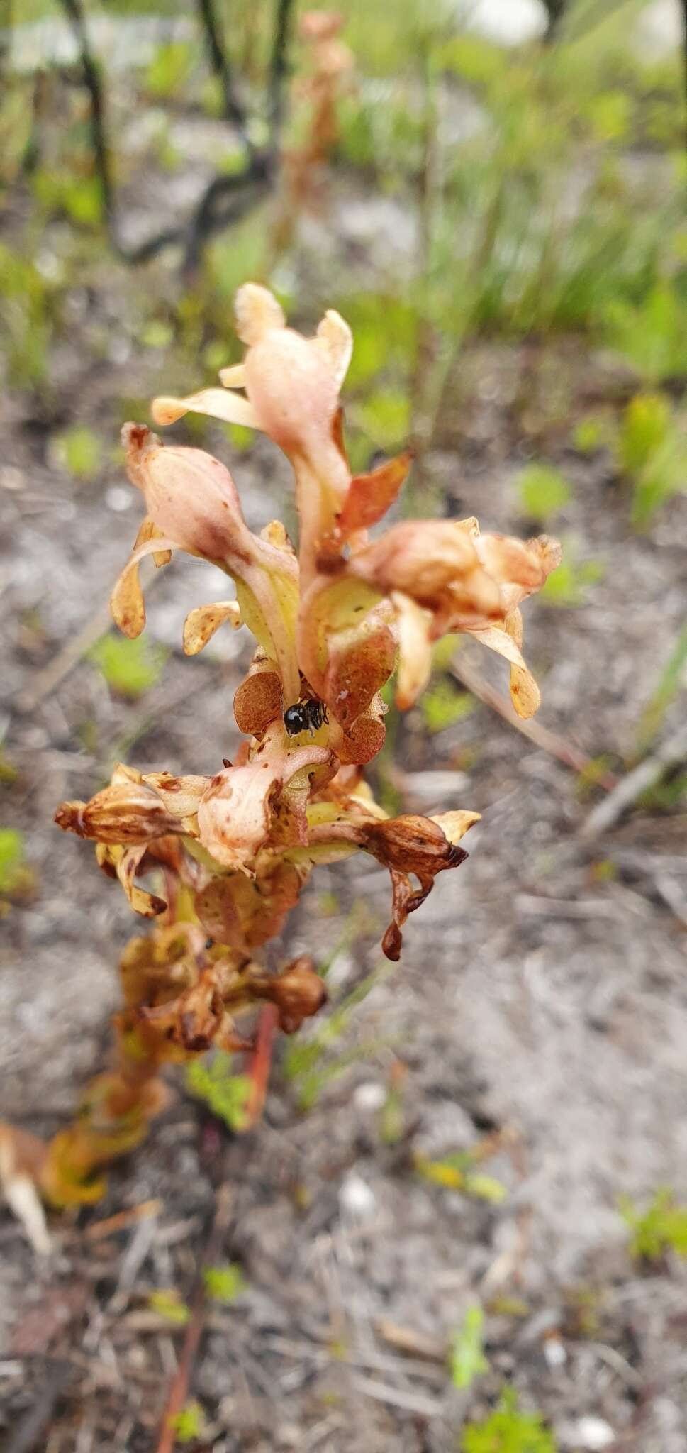 Image of Satyrium situsanguinum van der Niet & Liltved