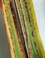 Image of Puccinia chathamica McKenzie 2008