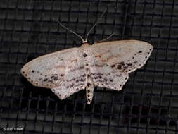 Image of Frosted Tan Wave Moth