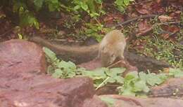 Image of Gambian Sun Squirrel