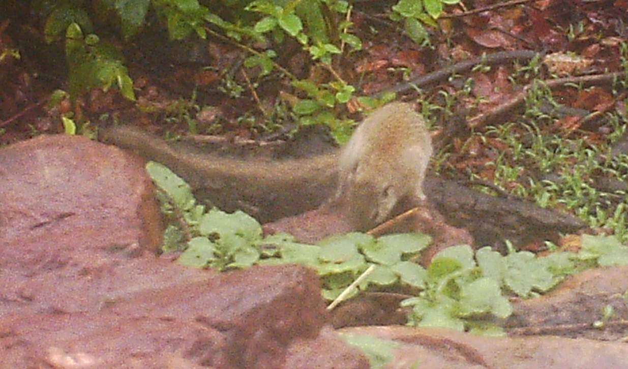 Image of Gambian Sun Squirrel