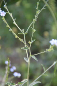 Image of Lappula heteracantha (Ledeb.) Gürke