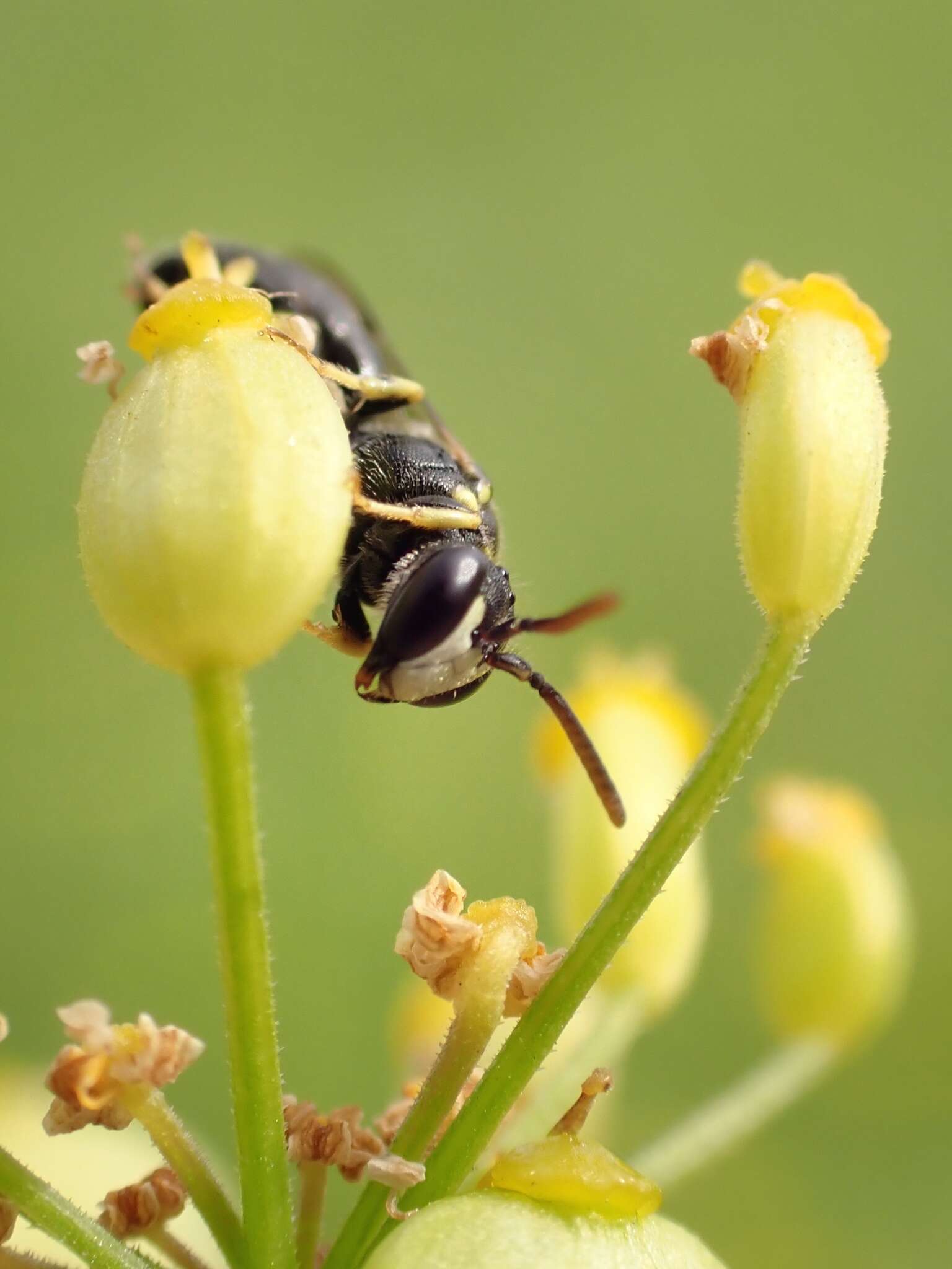 Image de Hylaeus pictipes Nylander 1852