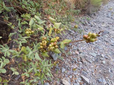 Image de Lonicera interrupta Benth.