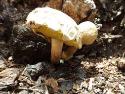 Image of Boletellus dissiliens (Corner) Pegler & T. W. K. Young 1981