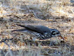 Plancia ëd Turdus litsitsirupa pauciguttatus Clancey 1956