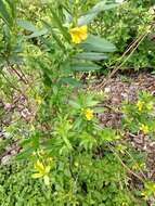 Image of shrubby yellowcrest