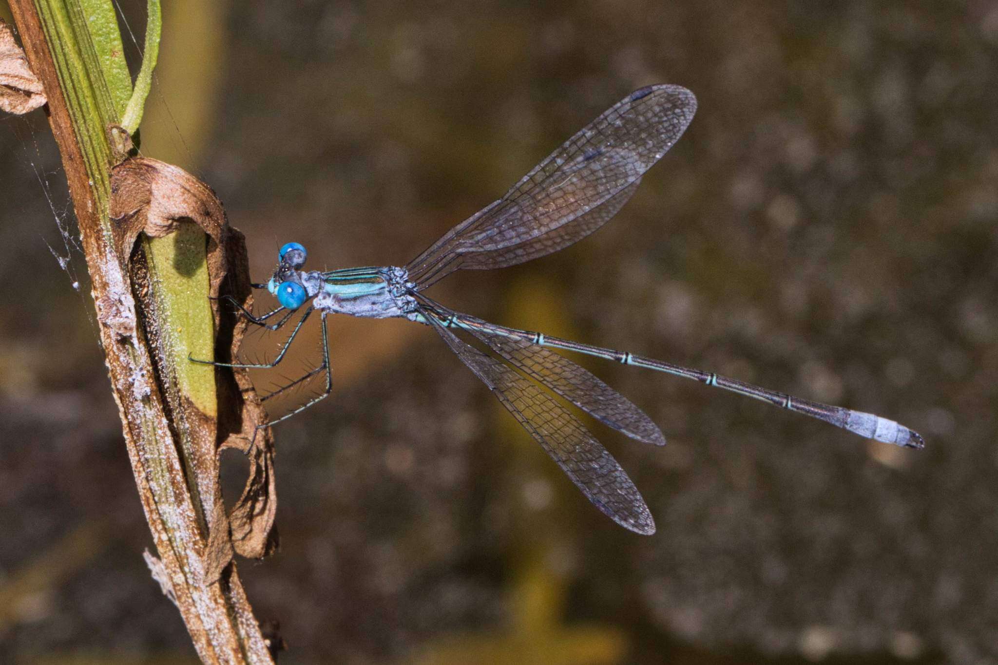 Image of Rainpool Spreadwing