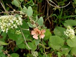 Imagem de Sphaeralcea bonariensis (Cav.) Griseb.