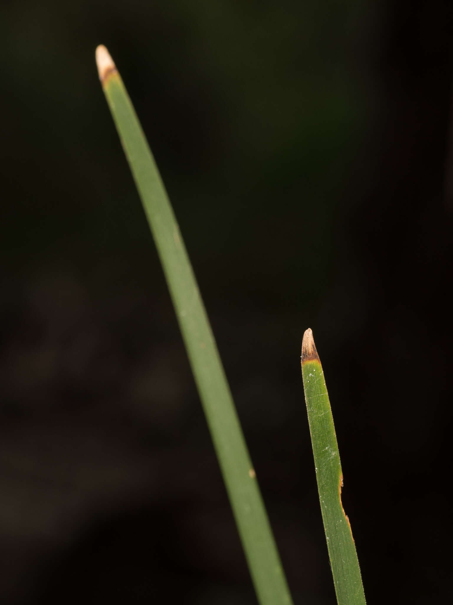 Image de Lomandra multiflora subsp. multiflora