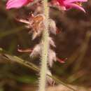 Image of Indigofera mollis Eckl. & Zeyh.