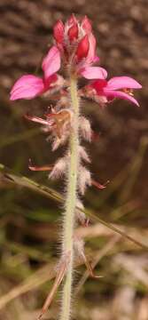 Image of Indigofera mollis Eckl. & Zeyh.