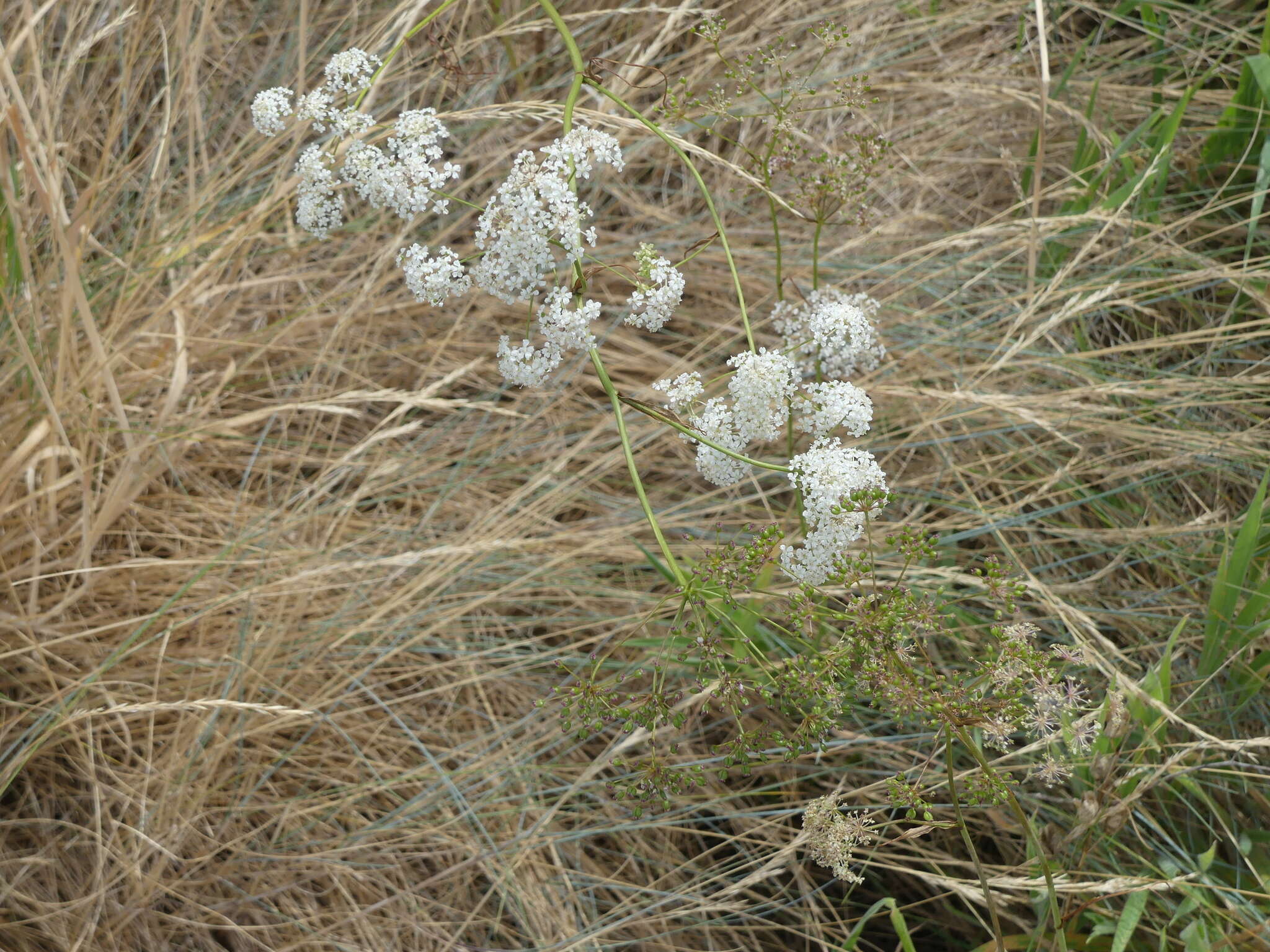 Image of Gairdner's yampah