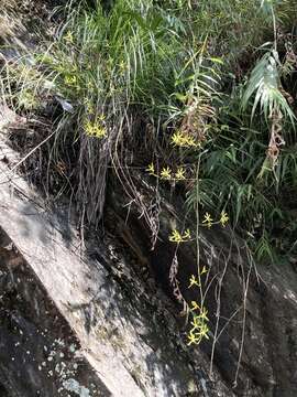 Image of Arachnis labrosa (Lindl. & Paxton) Rchb. fil.