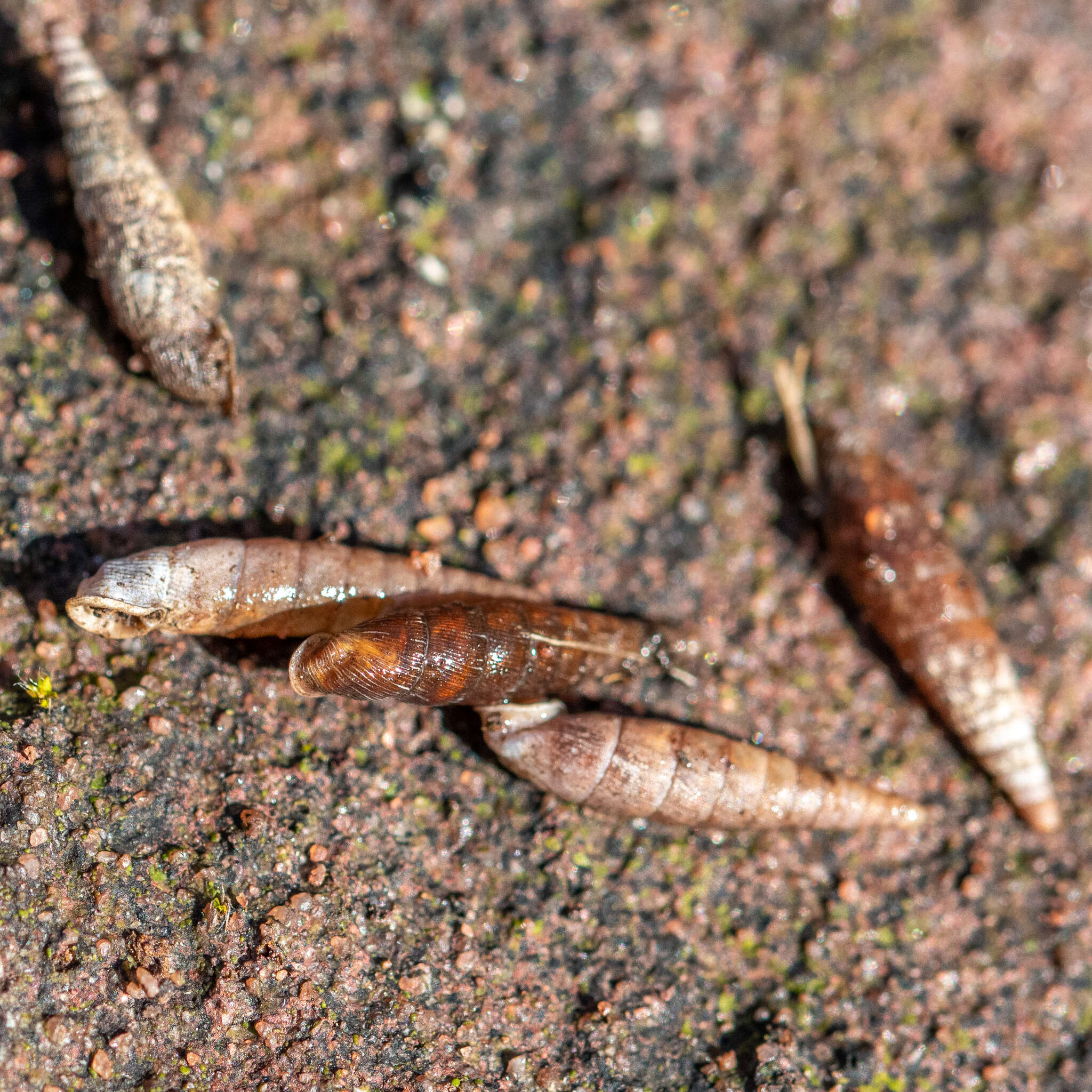 Image of two-toothed door snail